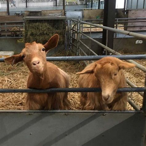 odds farm|Oddsking.
